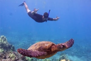 Depuis Ma'alaea : plongée en apnée à Turtle Town à bord du Quicksilver