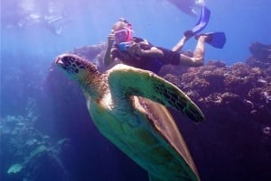 Ma'alaeasta: Turtle Town Snorkel Quicksilverin kyydissä