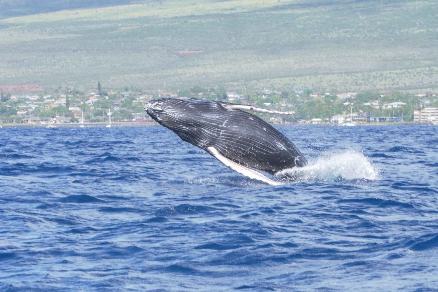 Da Maalaea: Crociera per avvistare le balene in catamarano con bevande