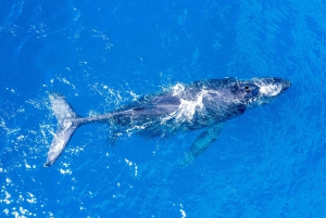 Da Maalaea: Crociera per avvistare le balene in catamarano con bevande