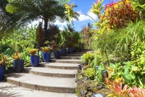 Van Maui: Road to Hana Regenwoud en waterval ervaring