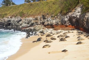 Van Maui: Road to Hana Regenwoud en waterval ervaring