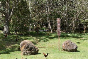 Fra Oahu: Kauai Waimea Canyon og Koke'e Adventure Tour