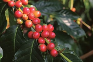 Fra Oahu: Kauai Waimea Canyon og Koke'e Adventure Tour