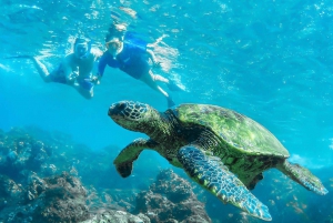 From Waikiki: Circle Island Snorkeling Tour