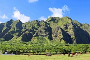 Au départ de Waikiki : Tour de l'île circulaire