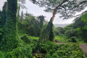 From Waikiki: E-Bike Ride and Manoa Falls Hike