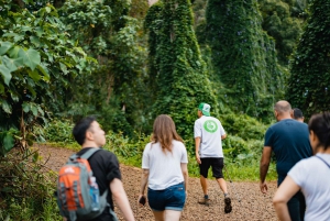 Oahu: Manoa Falls Waterfall Hike with Lunch and Transfers