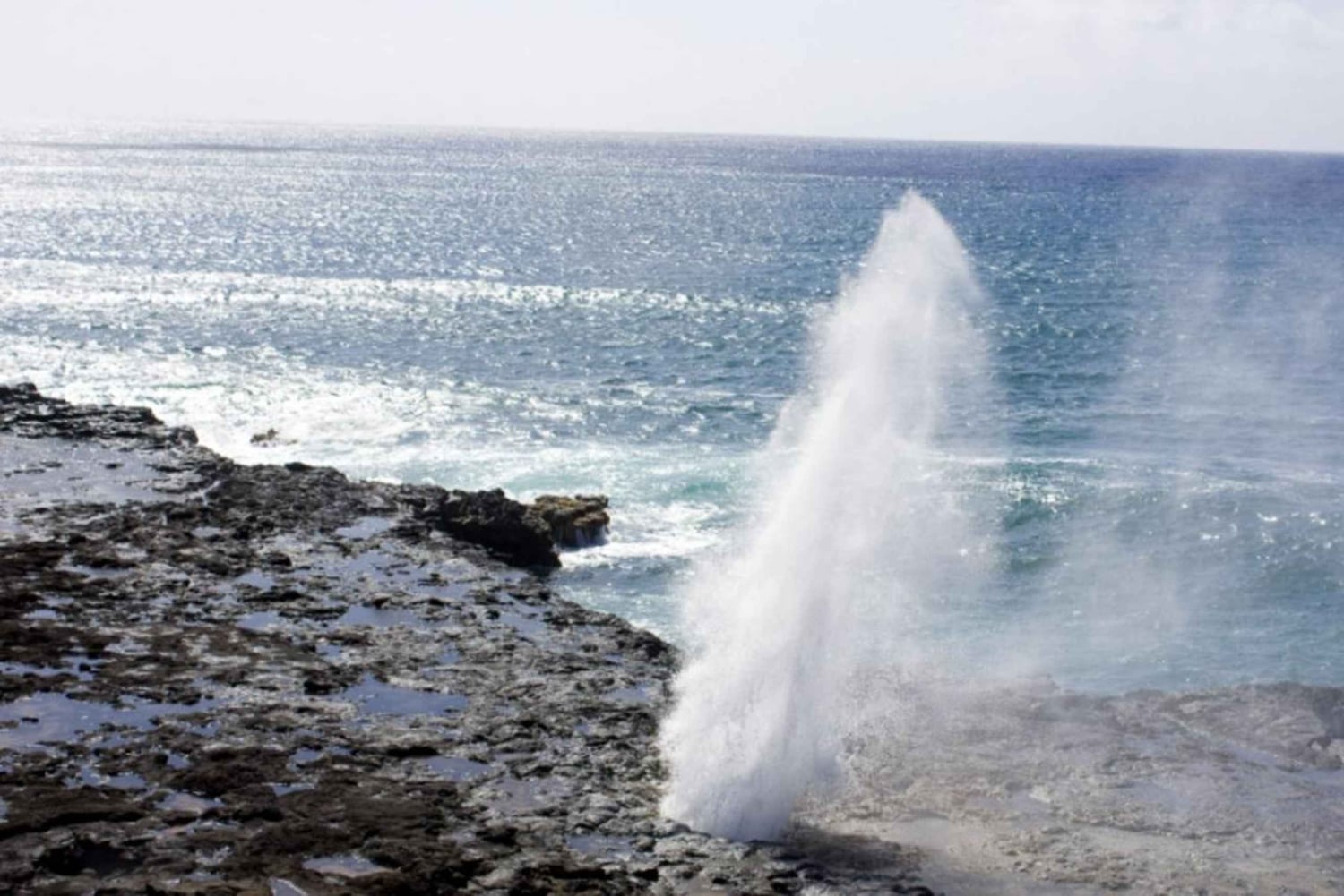 Desde Waikiki: tour panorámico de medio día por la isla de Oahu.