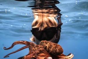 Fra Waikiki: Snorkletur i Turtle Canyon