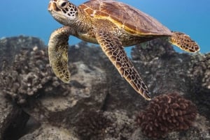 Fra Waikiki: Snorkletur i Turtle Canyon
