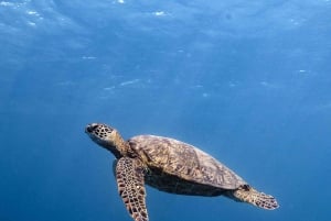 Fra Waikiki: Snorkletur i Turtle Canyon