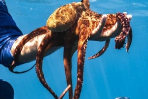 Fra Waikiki: Snorkletur i Turtle Canyon