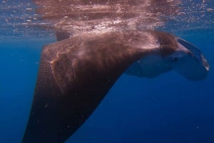 Depuis Waikiki : Excursion de plongée en apnée à Turtle Canyon