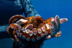 Depuis Waikiki : Excursion de plongée en apnée à Turtle Canyon