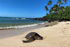 Excursão turística de dia inteiro ao melhor de Oahu