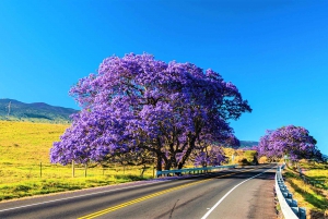 Maui: Haleakala Zonsopgang Eco Tour met Ontbijt