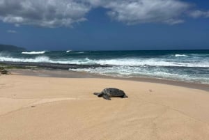 Haleiwa: tour guiado en bicicleta eléctrica por la costa norte con vistas al puerto