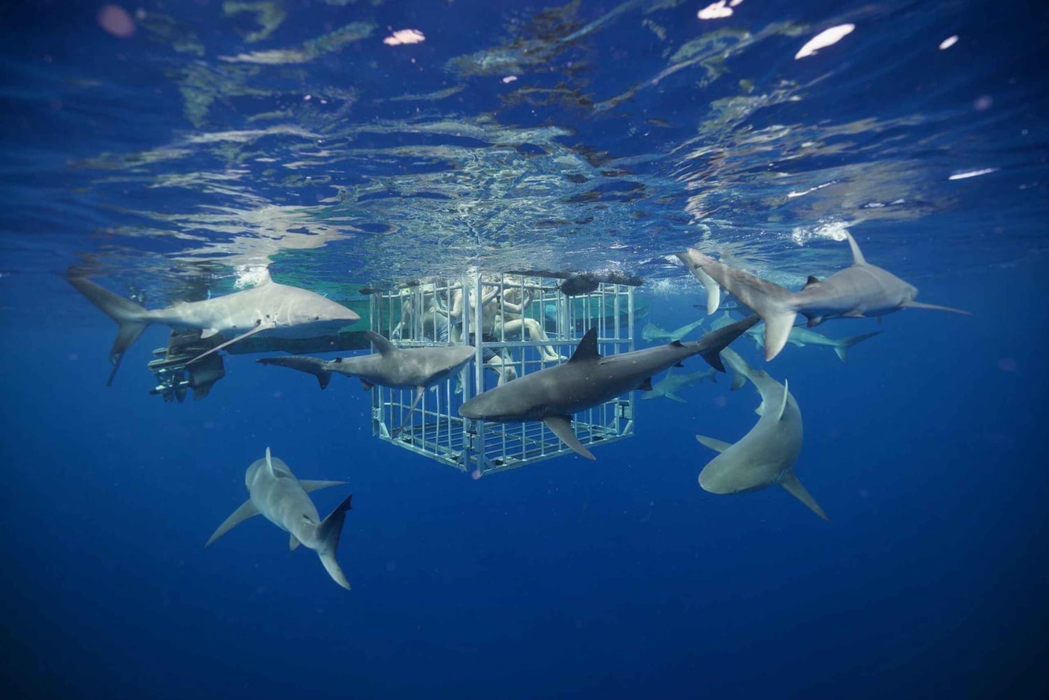 Haleiwa: North Shore Shark Cage Diving Experience