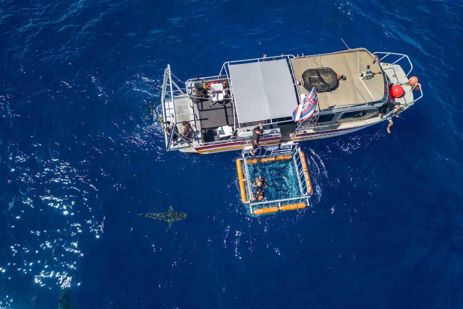 Haleiwa: North Shore Shark Cage Diving Experience