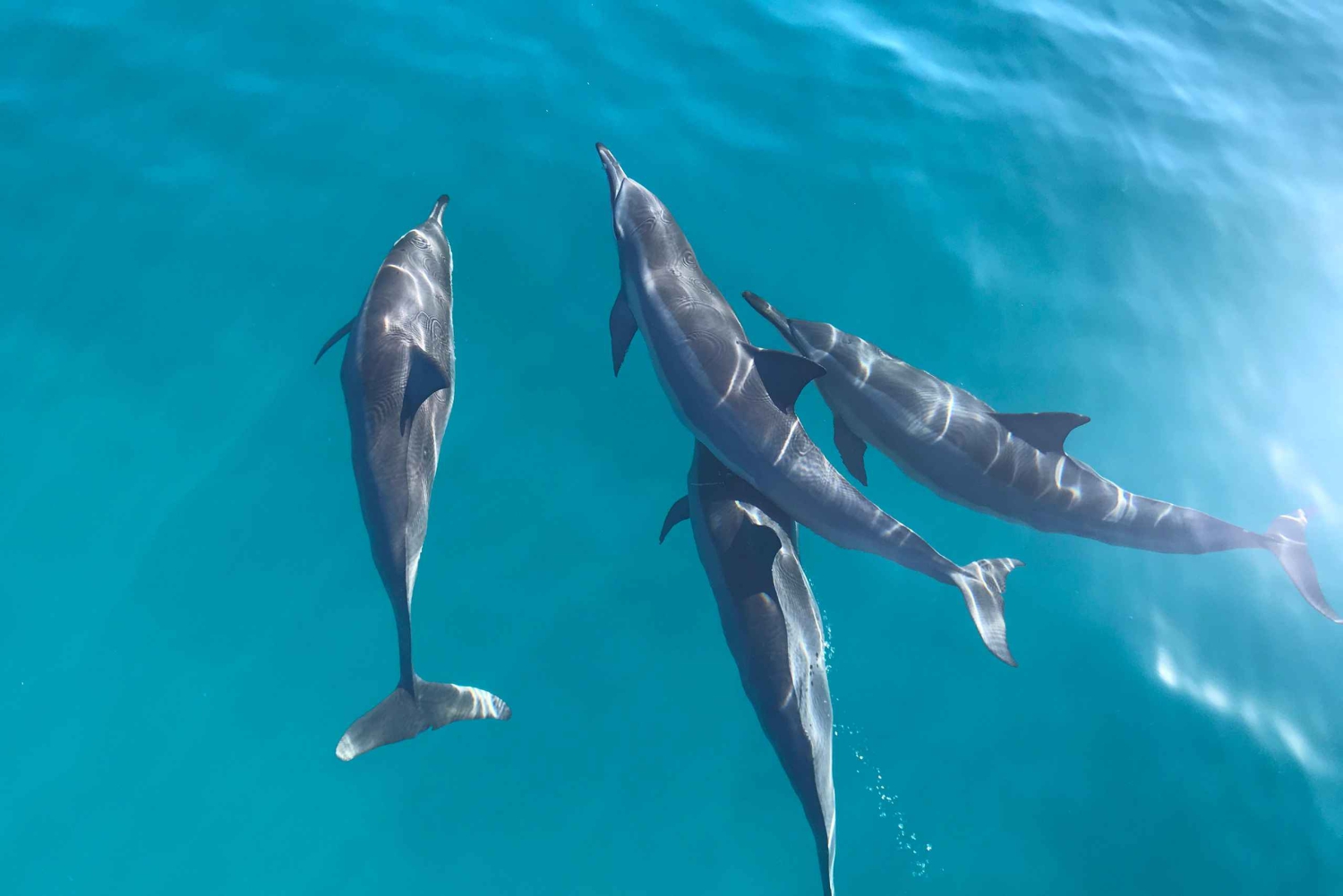 Haleiwa: North Shore Shark Cage Diving Experience