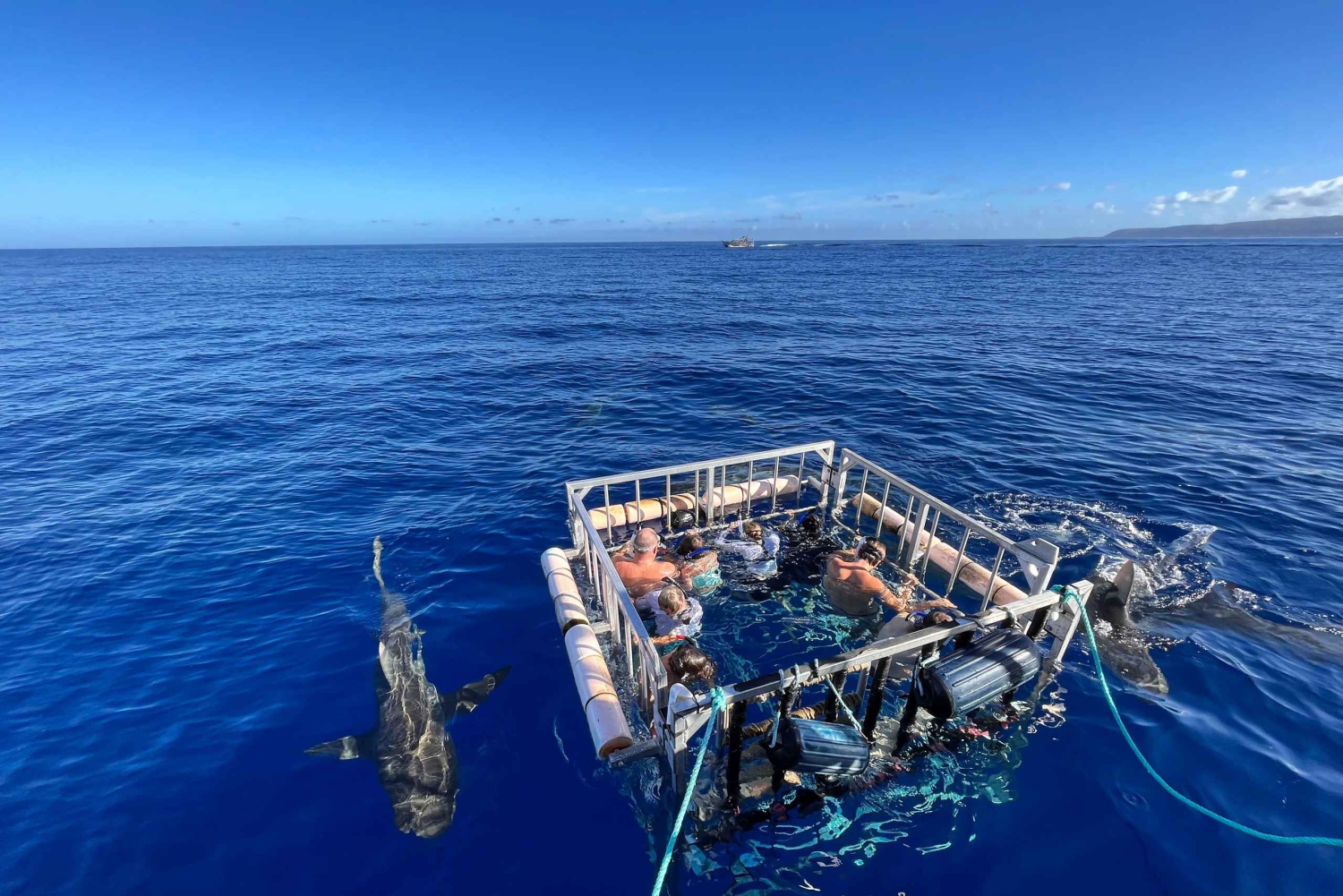 Haleiwa: North Shore Shark Cage Diving Experience
