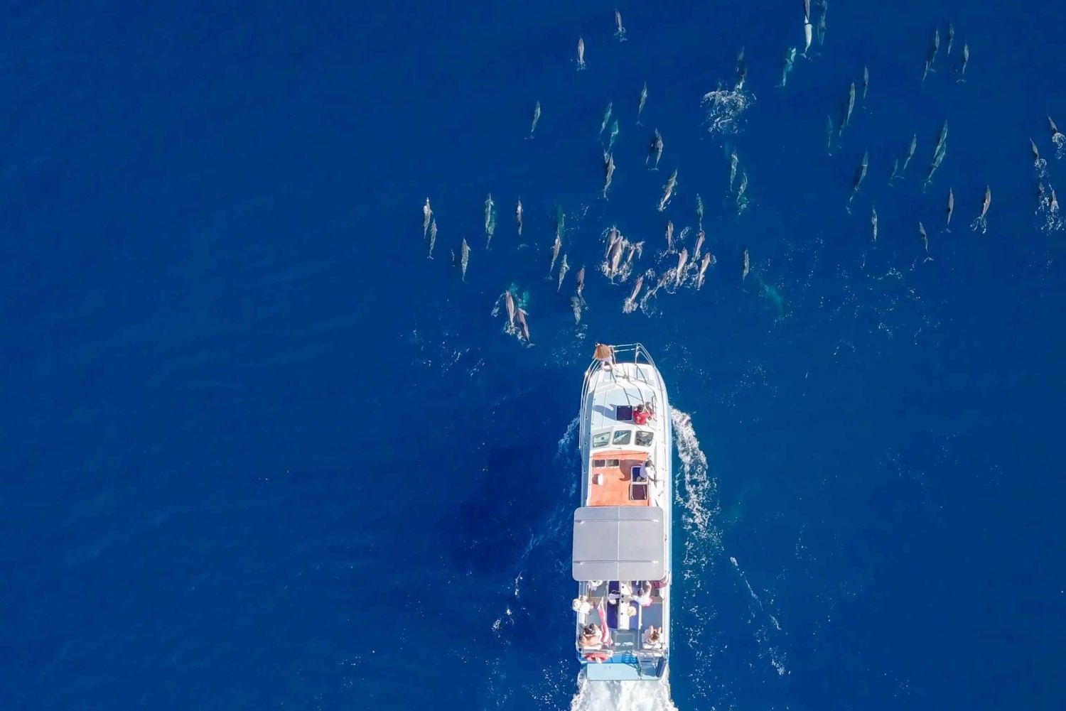 Haleiwa: North Shore Shark Cage Diving Experience