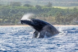 Haleiwa: excursión para avistar ballenas en la costa norte en catamarán.