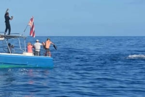 Haleiwa: excursión para avistar ballenas en la costa norte en catamarán.