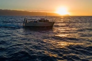 Haleiwa: excursión para avistar ballenas en la costa norte en catamarán.