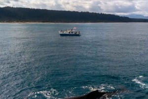 Haleiwa: excursión para avistar ballenas en la costa norte en catamarán.