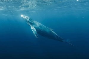 Haleiwa : Tour en bateau d'observation des baleines sur la côte nord d'Oahu