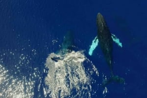 Haleiwa : Tour en bateau d'observation des baleines sur la côte nord d'Oahu