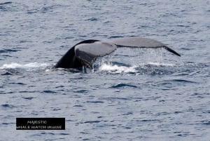 Haleiwa : Tour en bateau d'observation des baleines sur la côte nord d'Oahu