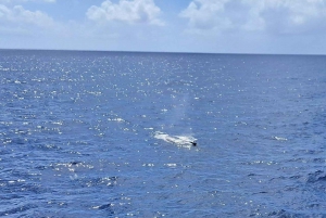 Haleiwa : Tour en bateau d'observation des baleines sur la côte nord d'Oahu