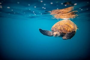 Oahu: North Shore Haleʻiwa: Private Boat Charter