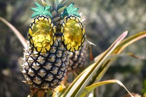 Hali'imaile: Pineapple Farm Tour