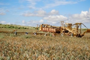 Hali'imaile: Pineapple Farm Tour