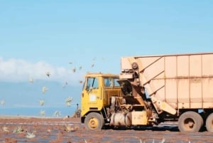 Hali'imaile: Pineapple Farm Tour