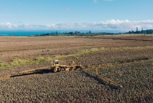 Hali'imaile: Pineapple Farm Tour