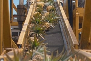 Hali'imaile: Pineapple Farm Tour