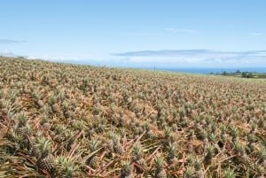 Hali'imaile: Pineapple Farm Tour
