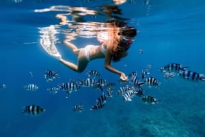 Honolulu : Excursion de plongée en apnée dans le parc d'État de la baie d'Hanauma