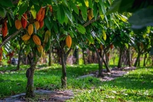 Havaiji: 10 suklaalevyn maistelu ja suklaan historia