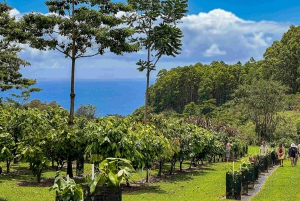 Hawaii: degustazione di 10 barrette di cioccolato e storia del cioccolato