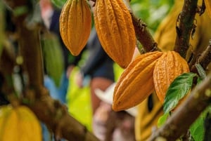 Hawaii: degustazione di 10 barrette di cioccolato e storia del cioccolato