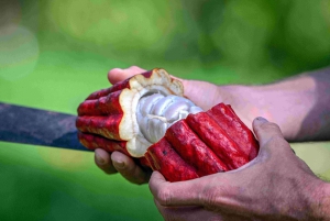 Hawaii: degustazione di 10 barrette di cioccolato e storia del cioccolato