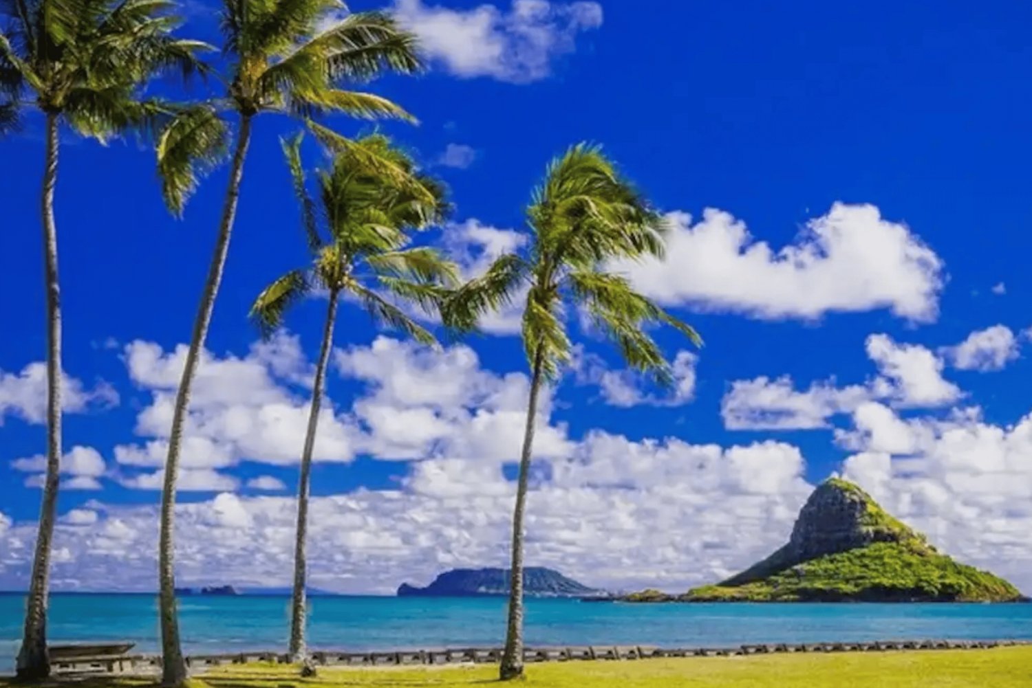 From Waikiki: Oahu Circle Island Tour