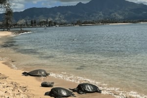 De Waikiki: Excursão pela Ilha de Oahu