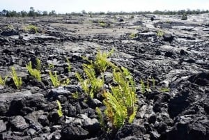 Hawaii Hilo Volcano Day Tour from Oahu Island